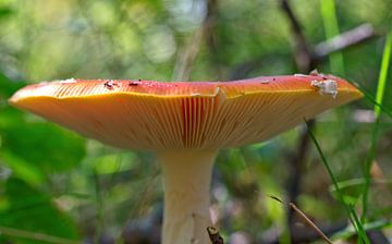 Rode paddenstoel onderkant vliegenzwam van Mariska de Jonge