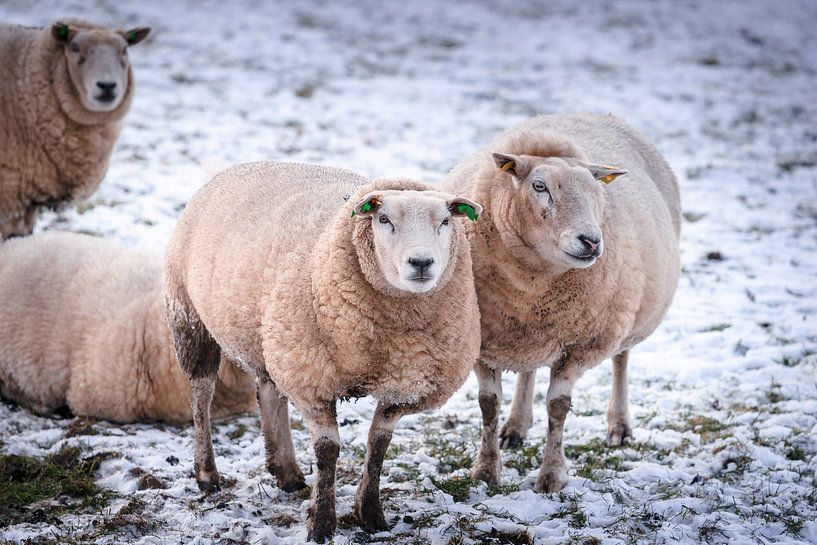 Moutons dans un paysage enneigé en hiver par Fotografiecor .nl