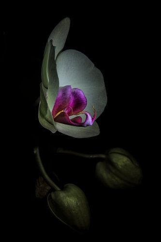 Orchidée sur Willem  Bentink