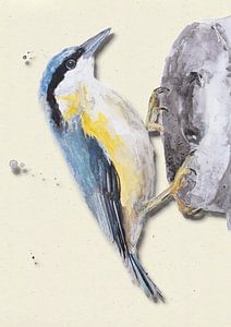 Kleiber mit Schattenvogel Illustration