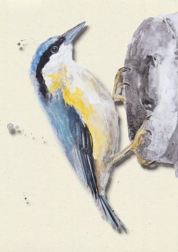 Sittelle avec ombre illustration d'oiseau sur Angela Peters