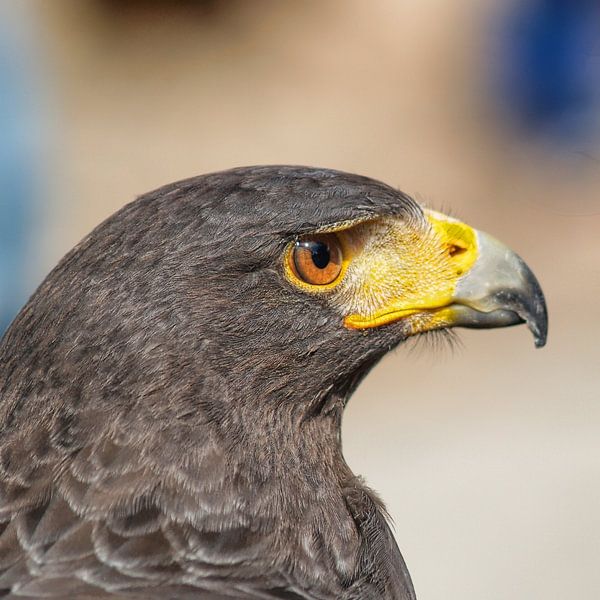 Raubvogel - 4 par Peter Morgenroth