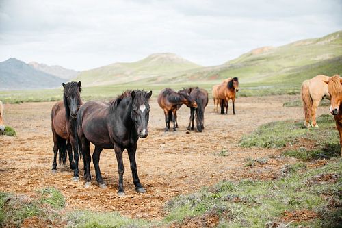 Icelanders in Iceland