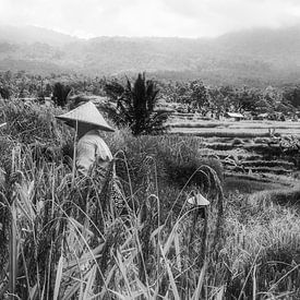 Les rizières de Jatiluwih sont récoltées. sur Loris Photography