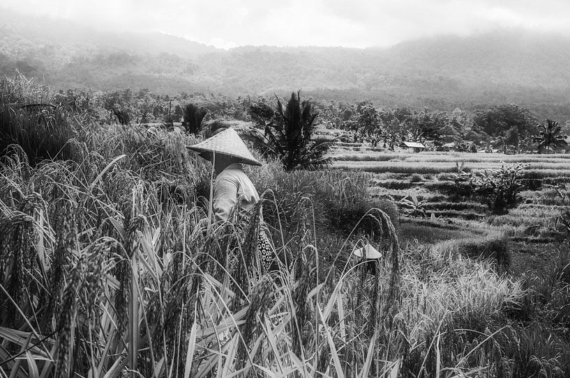 Reisfelder von Jatiluwih werden abgeerntet von Loris Photography