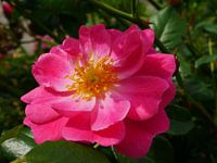 Een rozerode botanische roos.