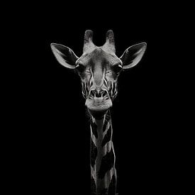 dramatisch zwart witte portret foto weergave van het hoofd van een giraffe die recht in de camera kijkt van Margriet Hulsker