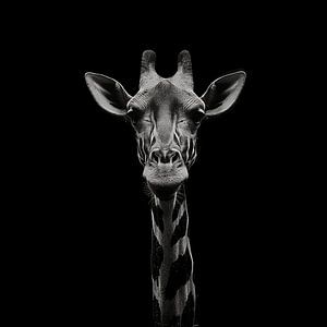 dramatisches Schwarz-Weiß-Porträtfoto mit dem Kopf einer Giraffe, die direkt in die Kamera schaut