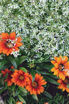 Tuin van witte jasmijn en oranje gazania van Carolina Reina