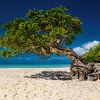 Tree on Eagle Beach beach on Aruba in the Caribbean. by Voss Fine Art Fotografie