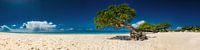 Tree on Eagle Beach beach on Aruba in the Caribbean. by Voss Fine Art Fotografie thumbnail