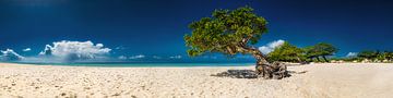 Tree on Eagle Beach beach on Aruba in the Caribbean.