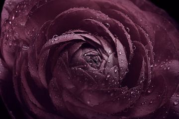 Dark purple - old pink flower with water droplets in the light by Marjolijn van den Berg