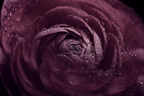 Donker paarse - oudroze bloem met waterdruppeltjes in het licht