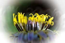 Secret floral by Martine Affre Eisenlohr