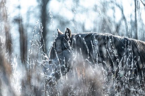 Paard Verstild Winterbeeld Paard in Bevroren Natuur Winterse schoonheid