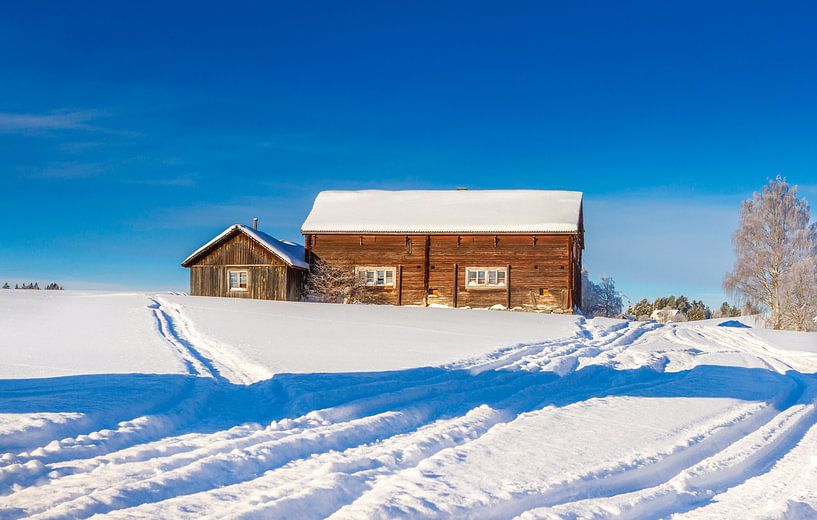 Koude zonnige winterdag in Zweden van Hamperium Photography