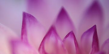 Makro Blütenblätter von Augenblicke im Bild