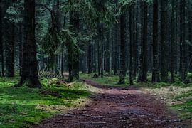 Ruhe und Frieden in den Wäldern von Drenthe
