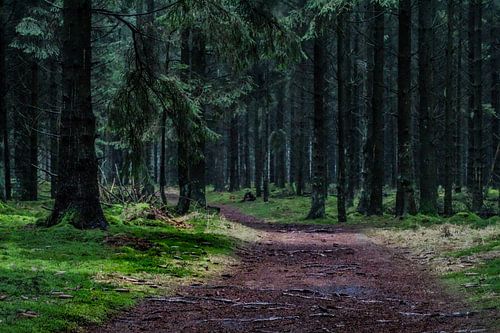 Peace and quiet in the Drenthe forest