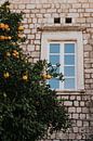 Oranges in Dubrovnik by Mieke Broer thumbnail