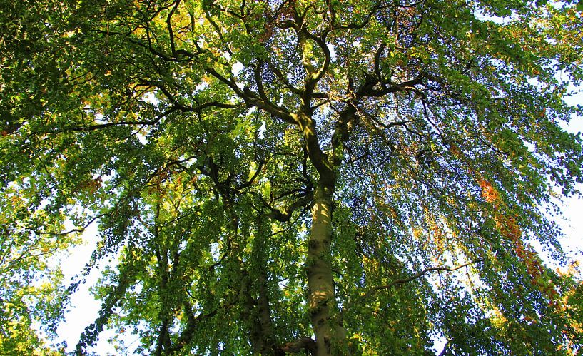 Bladerdak van Jose Lok