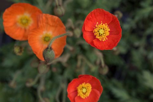 Poppies