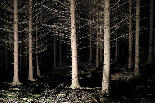 Spruce forest at night
