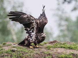 Jeune pygargue à queue blanche d'Amérique sur Loek Lobel