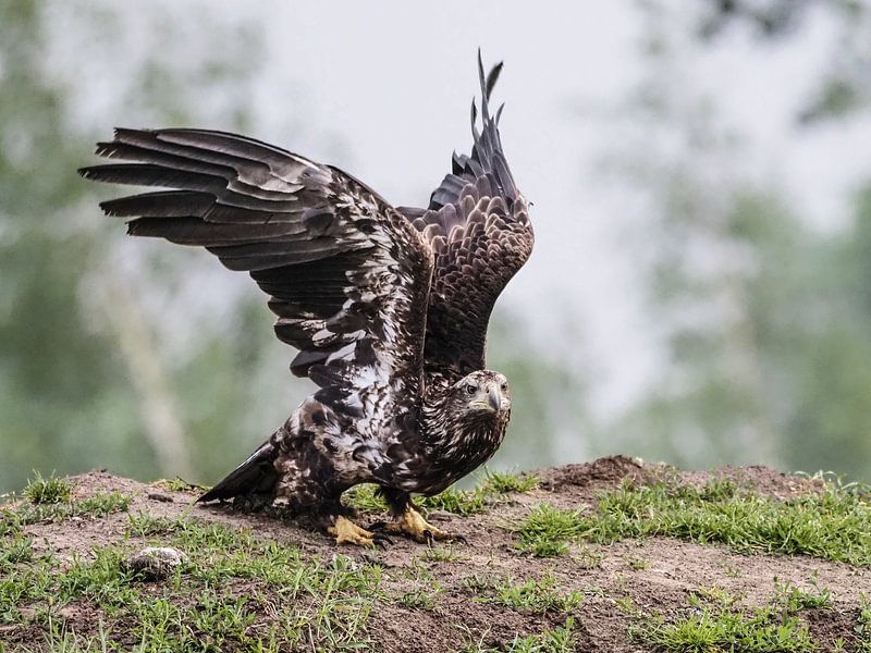 Weißschwanz-Seeadler von Loek Lobel