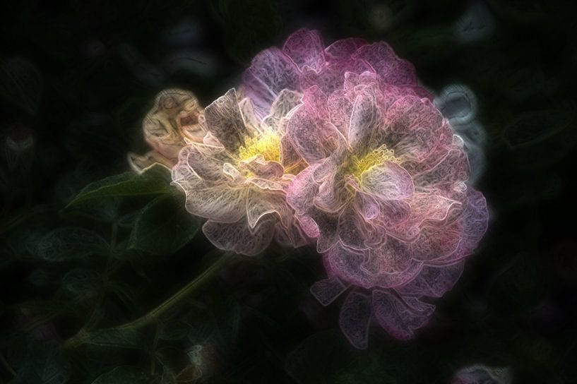 Rose 2 van Edgar Schermaul