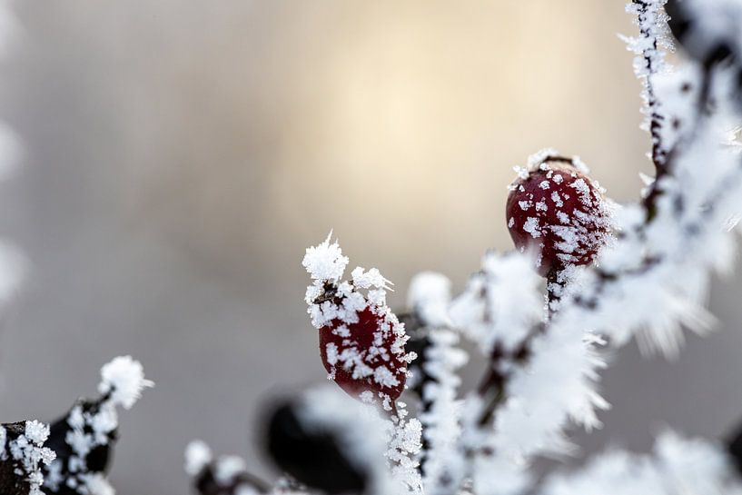 Bessen in de sneeuw van Martina David