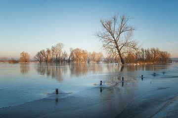 Bomen in het water van Moetwil en van Dijk - Fotografie