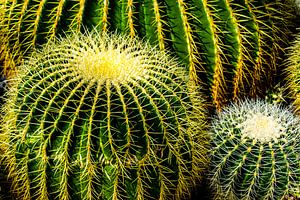 Kakteen Schwiegermuttersitz Kroenleinia grusonii