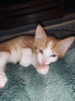 Red kitten