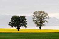 Deux arbres dans un champ de colza par Ralf Lehmann Aperçu