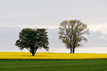 Zwei Bäume im Rapsfeld
