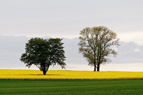 Twee bomen in een koolzaadveld