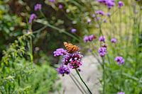 Gehakkelde Aurelia op Verbena