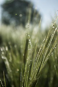 Tautropfen / Wassertropfen im Gras