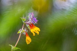 Purple Fishing rod by Stijn Smits