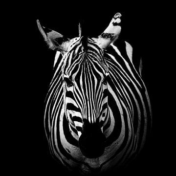 Zebra: Black and White Portrait sur Elsje van Dyk
