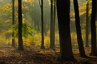 It's a beautiful world (donkere boomstammen, goudgele Lariksen en mooie herfstsfeer in het bos) van Birgitte Bergman thumbnail