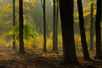 Es ist eine schöne Welt (dunkle Baumstämme, goldene Lärchen und schöne Herbststimmung im Wald)