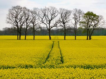 Arbres en rangée sur Marianne Espeldoorn