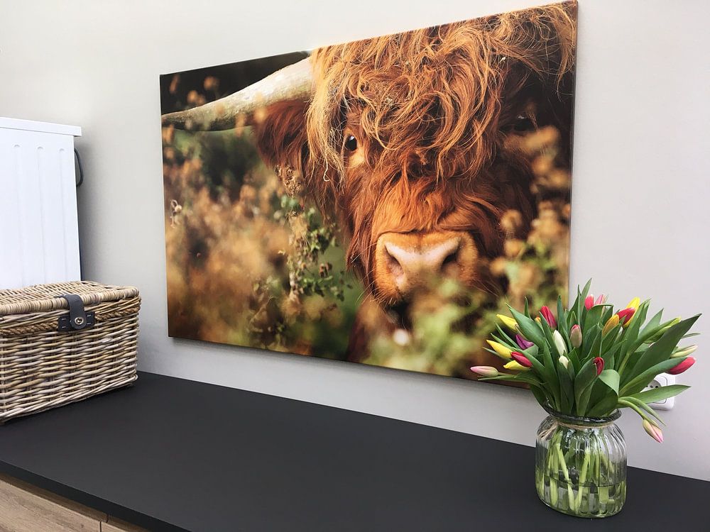 Scottish Highlander  by Caroline van der Vecht 