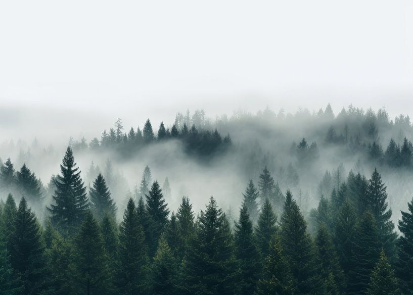 Foggy Pines by Nikita Abakumov