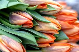 Tulpen von Ton Boertien