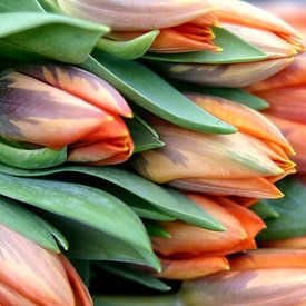 Tulpen von Ton Boertien