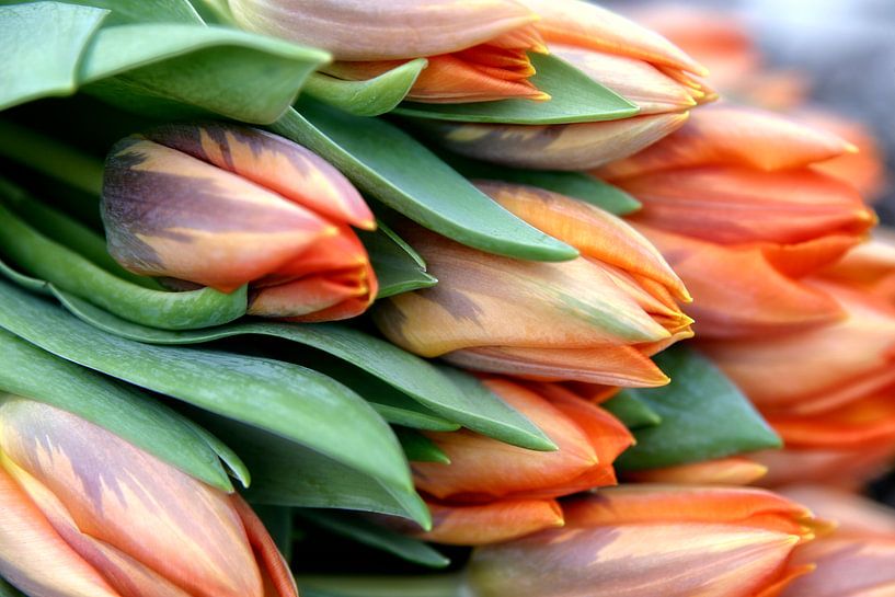 Tulpen by Ton Boertien
